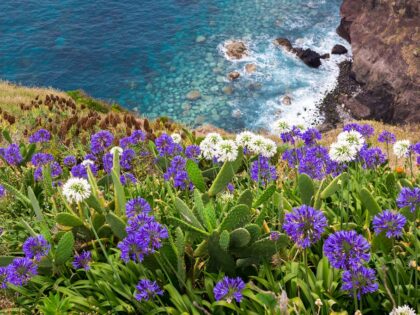 Wild flowers on the Madeiran seaside